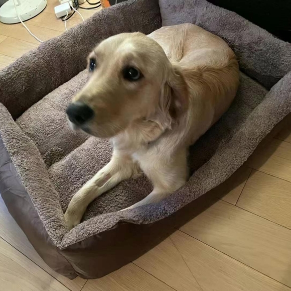 Brand New Big size dog bed - Picture 3 of 7